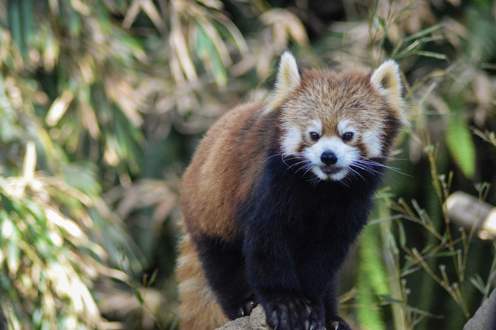 レッサーパンダ