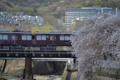  阪急電車と桜
