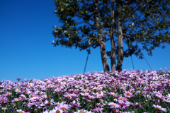 YOKOHAMA PARKS