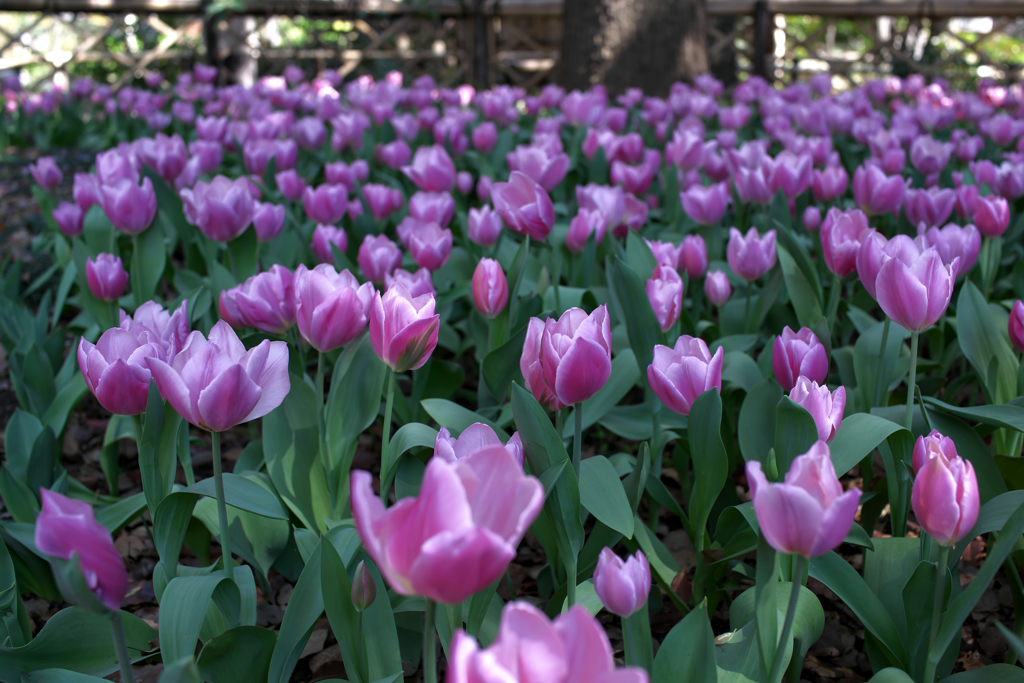 YOKOHAMA PARKS