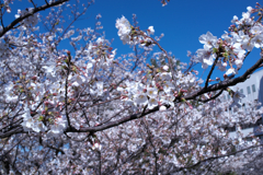 YOKOHAMA PARKS