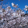 YOKOHAMA PARKS