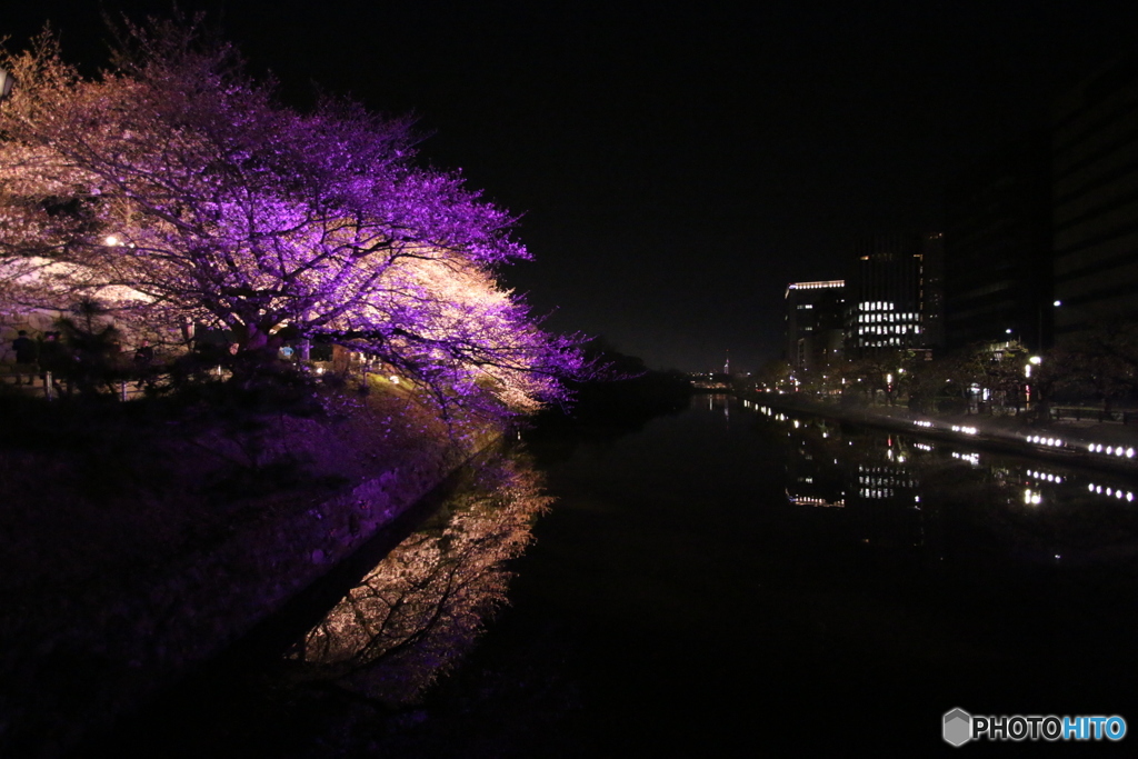 夜桜