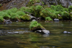 岩と苔と草