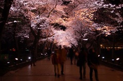 夜桜に包まれ