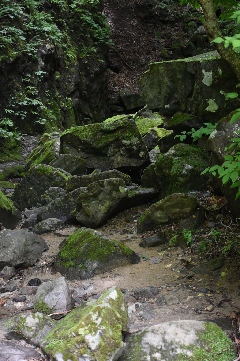 岩と苔