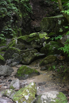 岩と苔