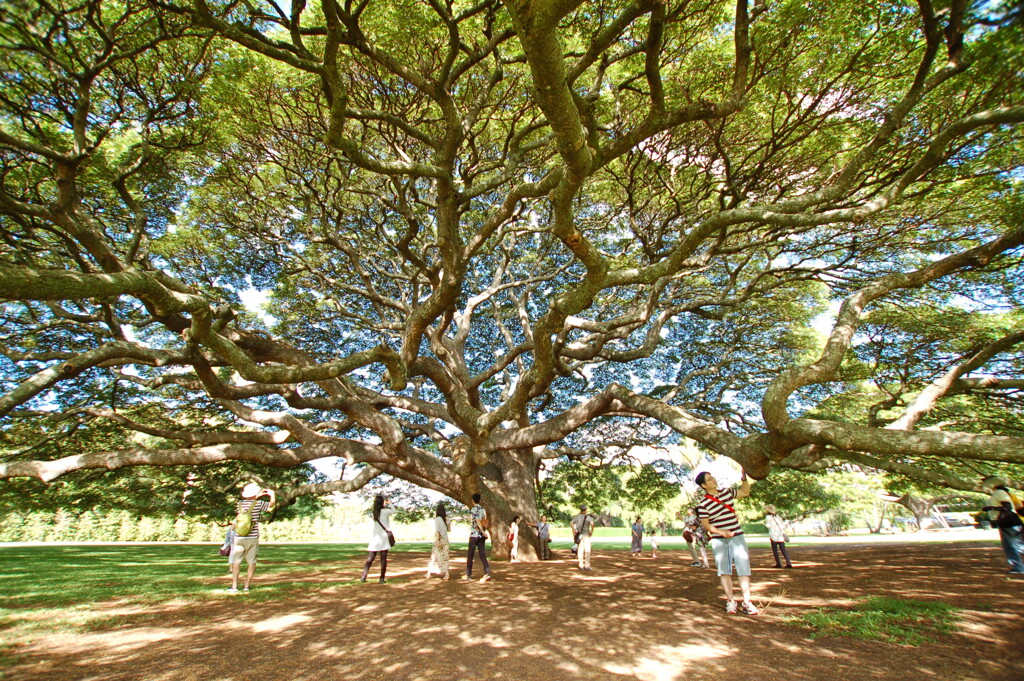 モンキーポッド