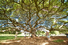 モンキーポッド