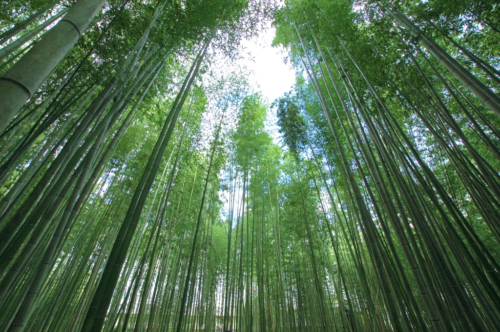 嵐山竹林