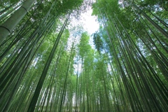嵐山竹林