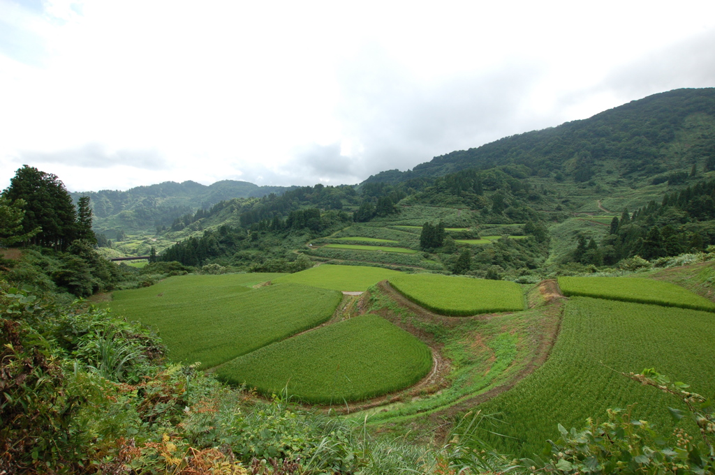 山古志の棚田2