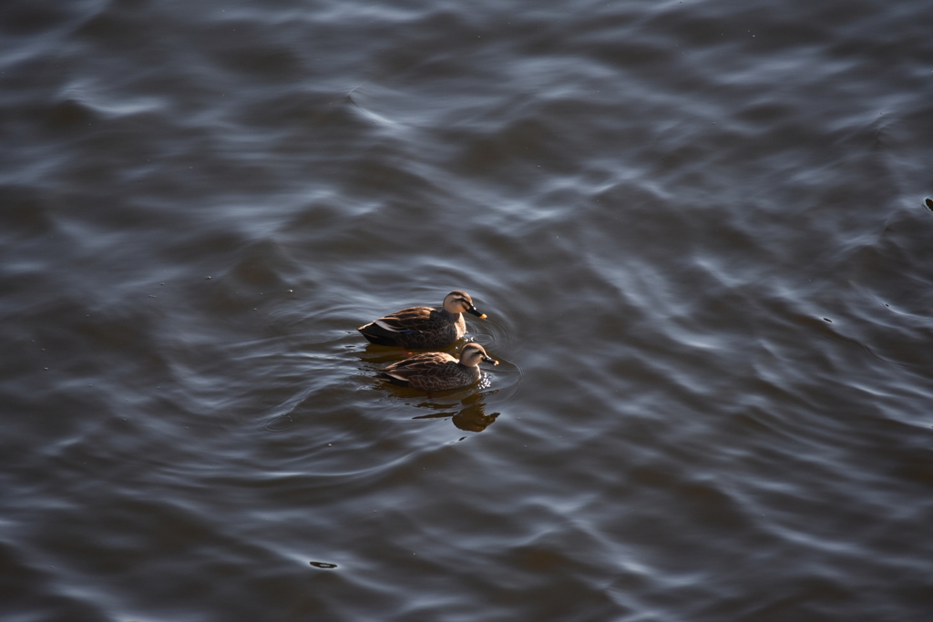寄り添い泳ぐカルガモ