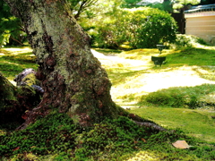 DPP_0249高台寺　庭園