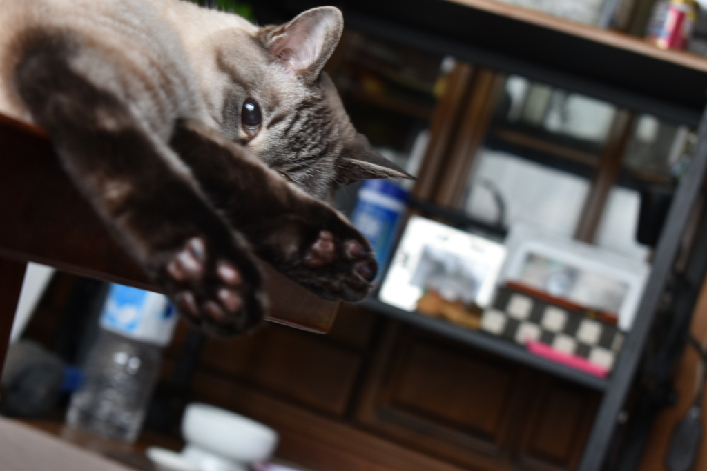飼い猫 マルオ