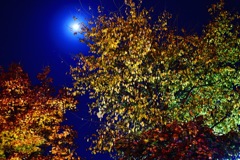 夜空 月 紅葉