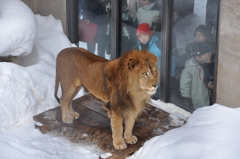 雪の中ライオン君