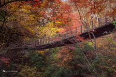 紅葉の中を架ける橋
