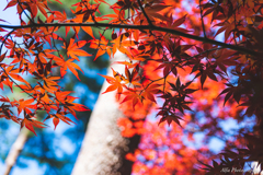 彩葉Ⅱ