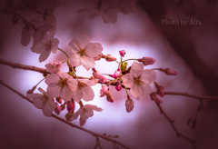 Cherry Blossoms