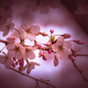 Cherry Blossoms