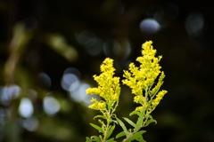 花の輝き