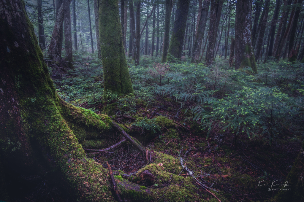 苔の森Ⅲ