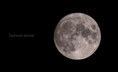 harvest moon