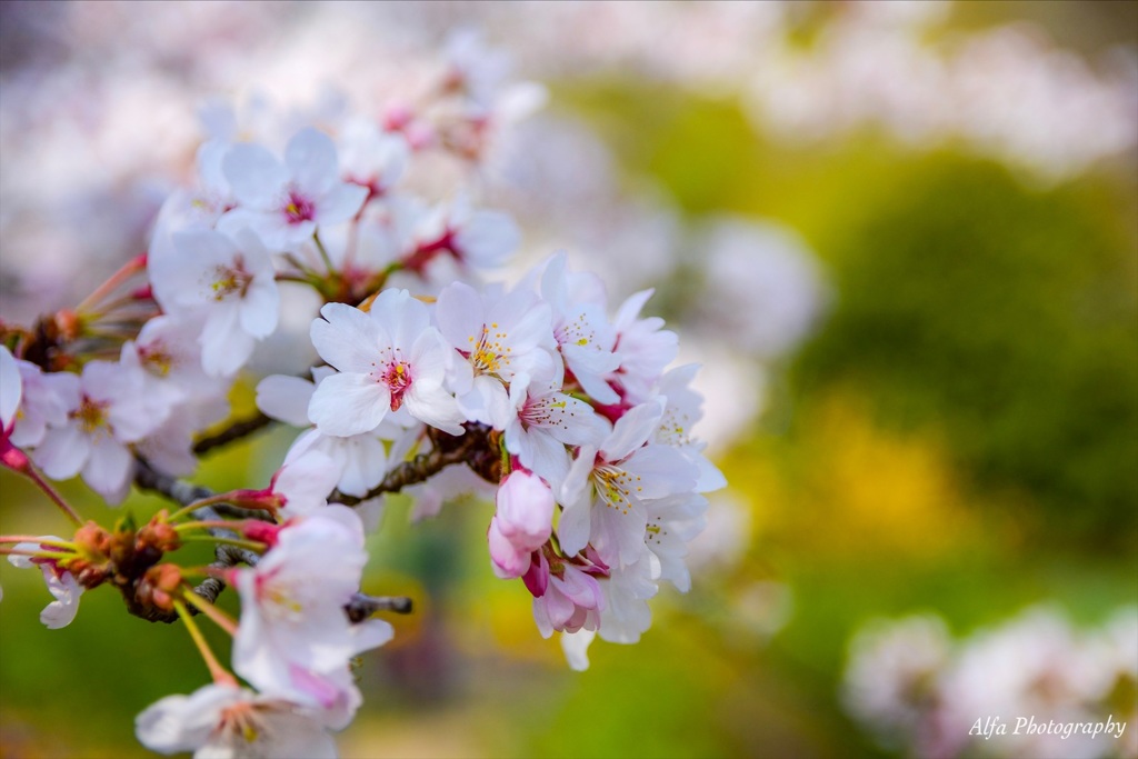 cherry blossoms by あるふぁ （ID：8584491） - 写真共有サイト:PHOTOHITO