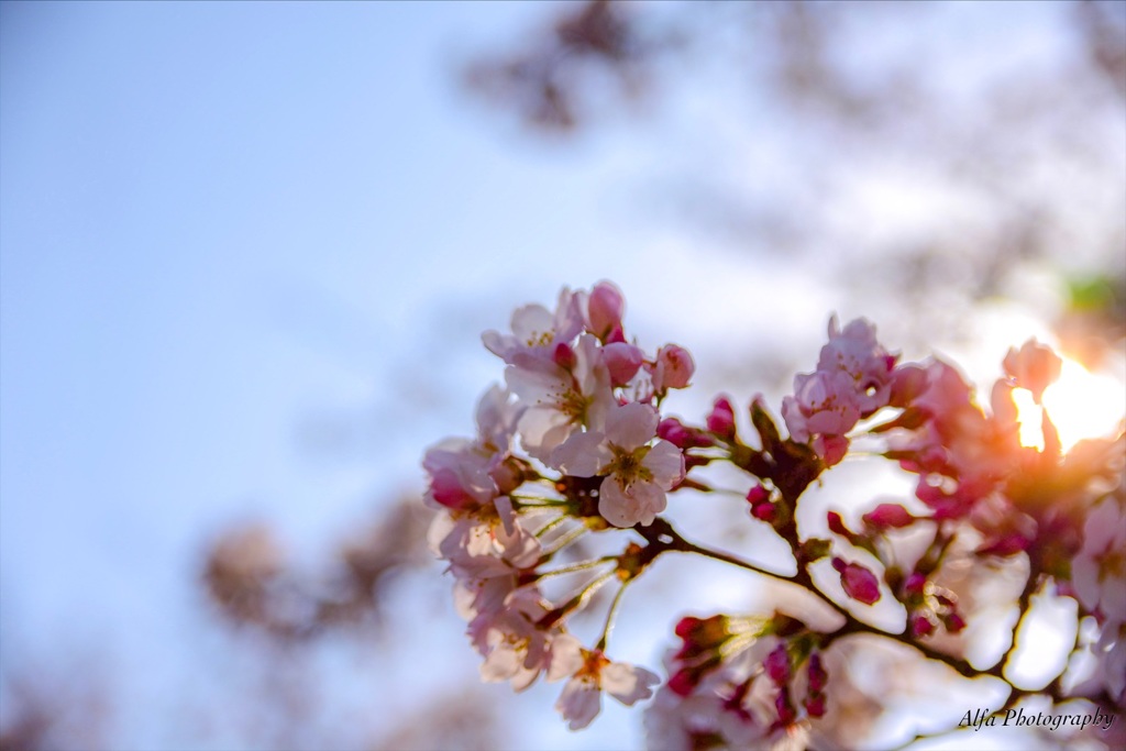 桜陽