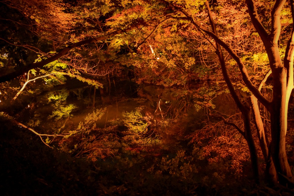 ‪六義園‬ ‪〜紅葉と大名庭園のライトアップ‬〜