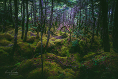 苔の森Ⅱ