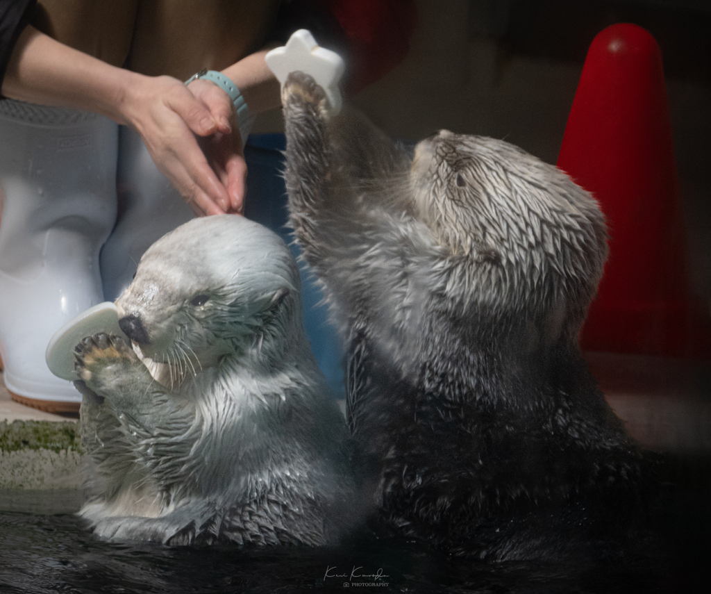 鳥羽水族館Ⅱ