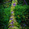 苔木