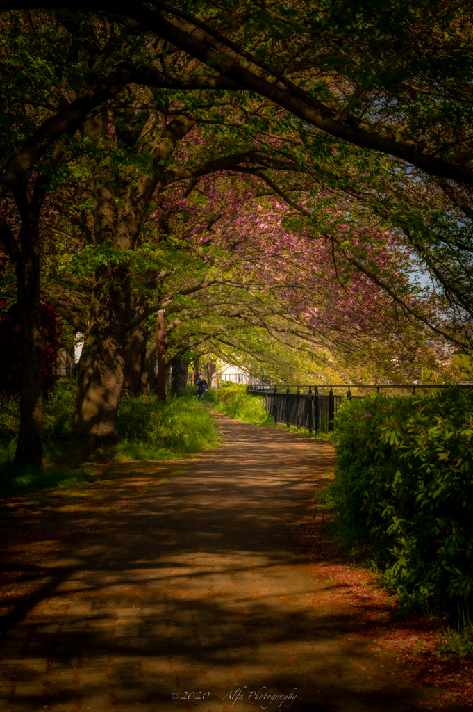 散歩道