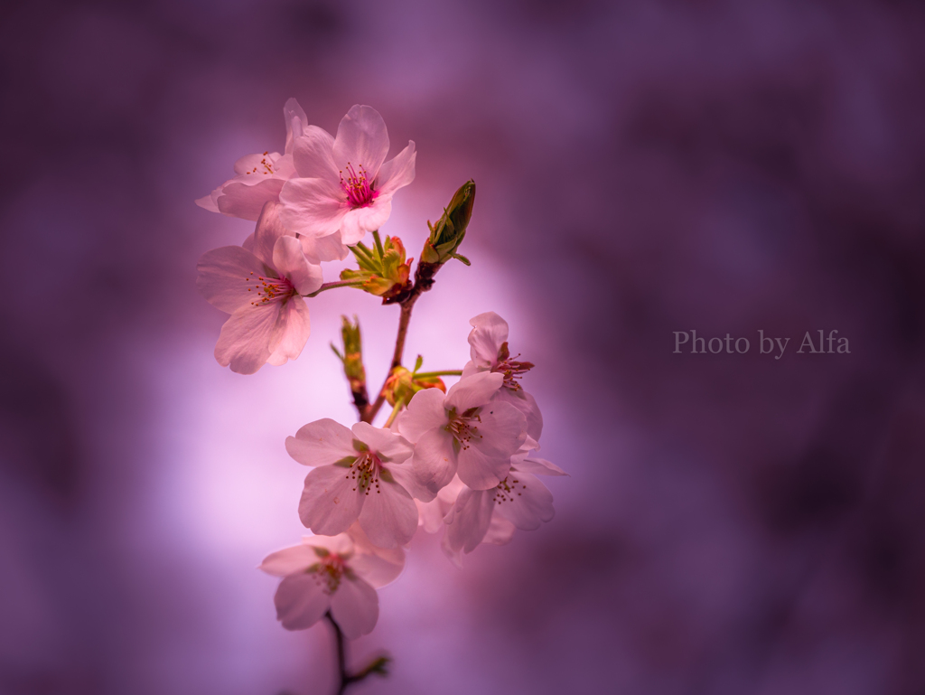 Cherry Blossoms