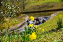 陽だまりの花