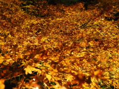 紅葉の絨毯