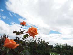 空と花