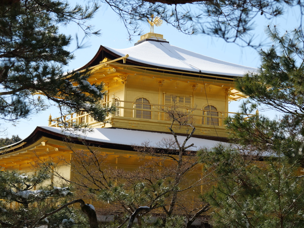 木々の間からの金閣