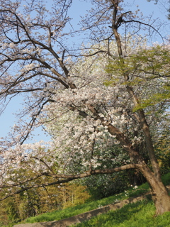 フレミングの桜