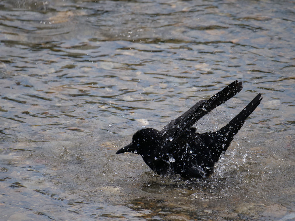 カラスの行水