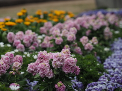 寒空の花壇1
