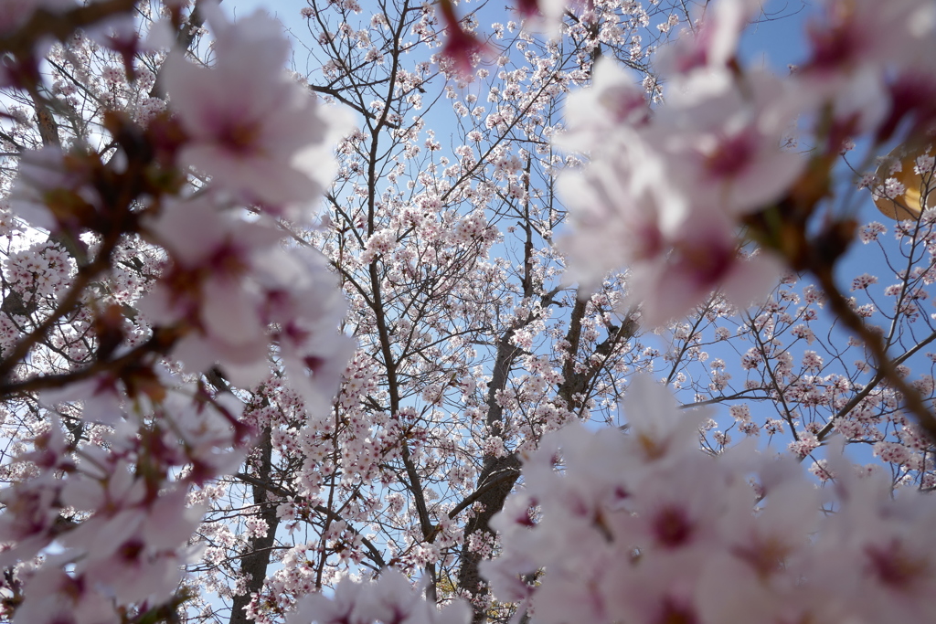 桜の門