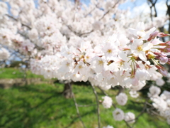 桜の隊列