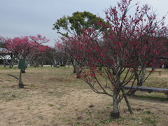 見頃