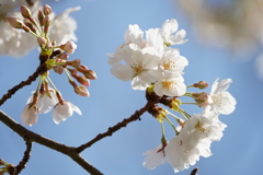 花とつぼみ