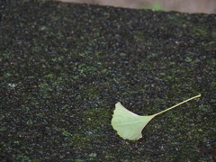 雨に落ちたイチョウ