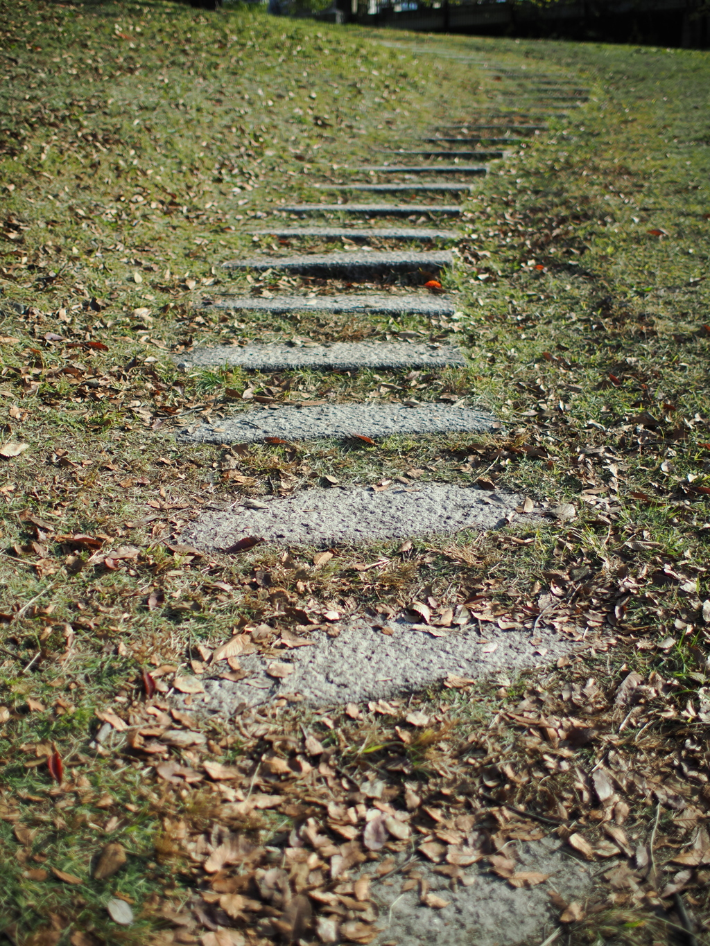 晩秋の道