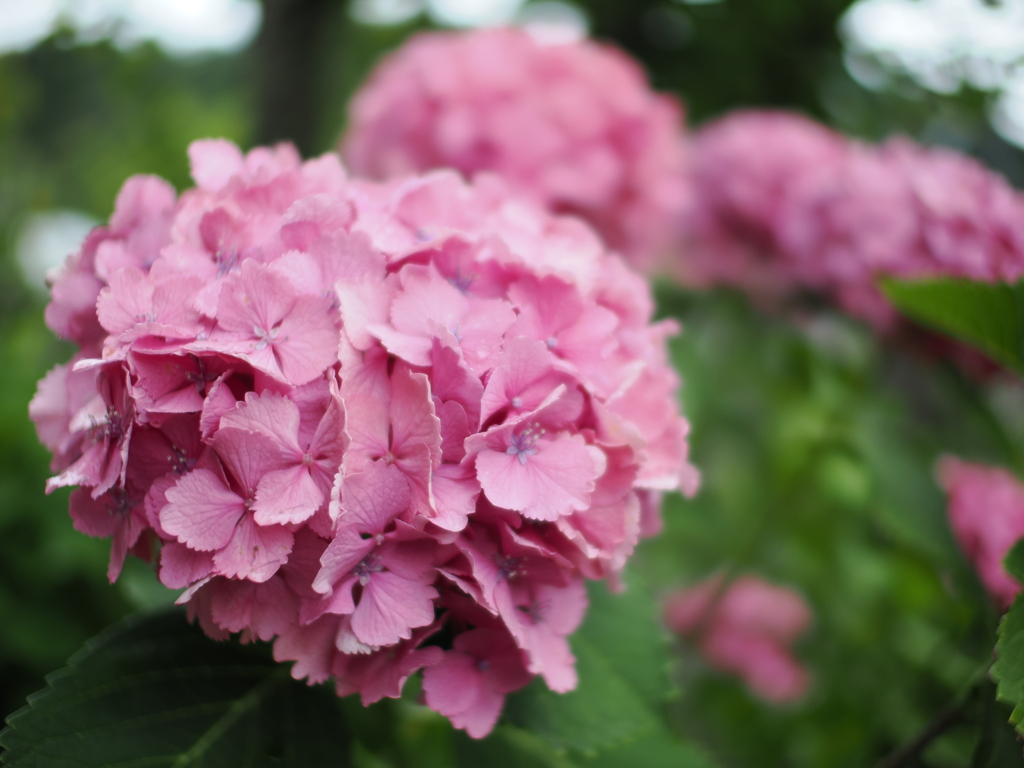 紫陽花の行進